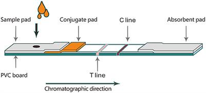 Development of a time-resolved immunochromatographic strip for rapid and quantitative determination of deoxynivalenol